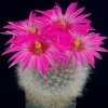 Mammillaria_guelzowiana_1